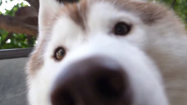 Pros & Cons of Owning A Siberian Husky смотреть онлайн
