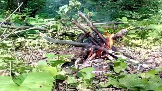 Звуки костра и птиц лесной природы, для очищения от негатива смотреть онлайн