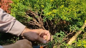 Туя западная Даника (Thuja occidentalis Danica)  особенности ухода.