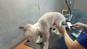 Груминг китайской хохлатой пуховой собаки. Тихон на стрижке