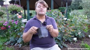 Черенки роз укоренились - что делаем дальше... Как и где растим. Формируем будущий куст правильно.