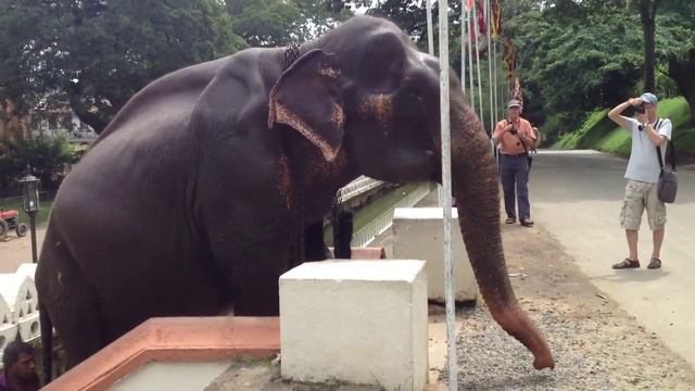В мире животных #3 - Elephant climbs the stairs - Sri Lanka, Kandy, Perahera festival смотреть онлайн