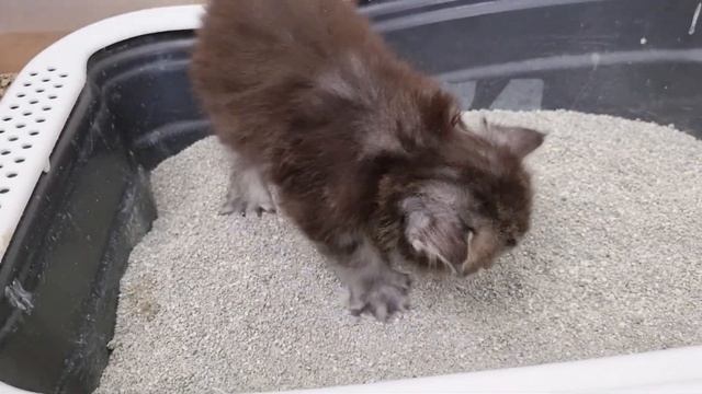 How to Litter Train a Kitten - In Just 2 Steps! смотреть онлайн