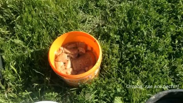 Готовим огурцы к большому урожаю.mp4 смотреть онлайн