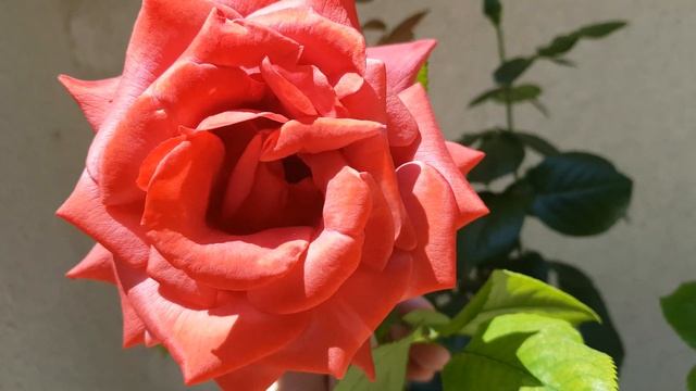 Dark Terracotta Rose in the Sun, Velvet Leaves (4k resolution) смотреть онлайн