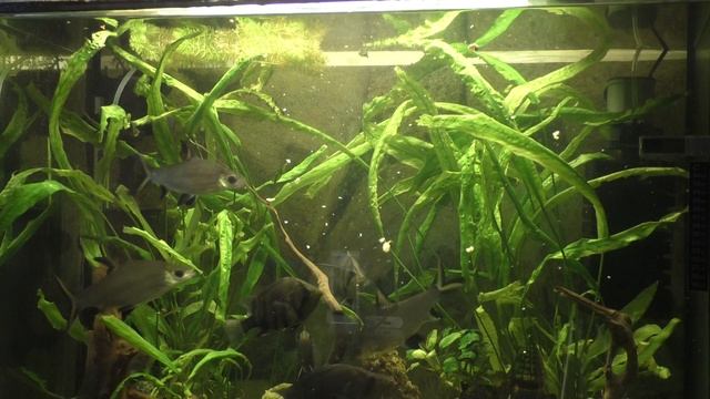 Аквариум на 200 литров 30 марта 2021 года смотреть онлайн