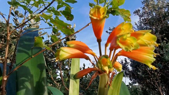 clivia robusta flowers смотреть онлайн