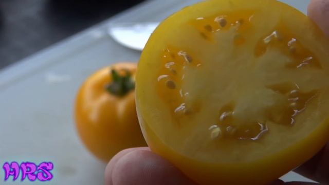 ⟹ Lemon Boy Tomato | Solanum lycopersicum | Tomato Review смотреть онлайн