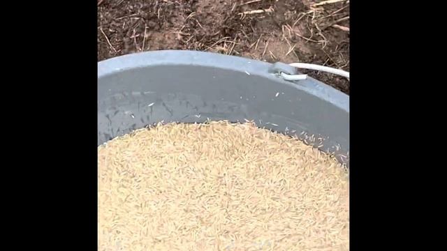 Как сделать газон на даче ? Расчистили лес и посадили газон. #дачныйвлог #дача #строительство смотреть онлайн