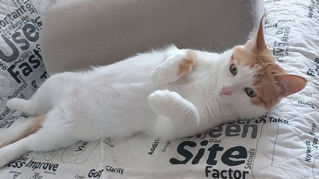 кузя смотреть онлайн