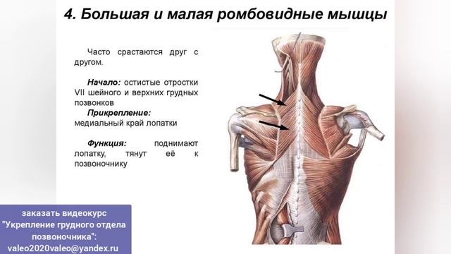Ключ к спасению спины, шеи, сосудов мозга - сильные ромбовидные мышцы. 3 специальных упражнения смотреть онлайн
