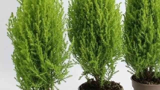 Кипарис в доме – к удаче или несчастью? Приметы и суеверия о кипарисе! смотреть онлайн