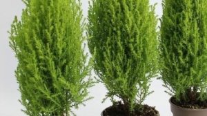 Кипарис в доме – к удаче или несчастью? Приметы и суеверия о кипарисе!