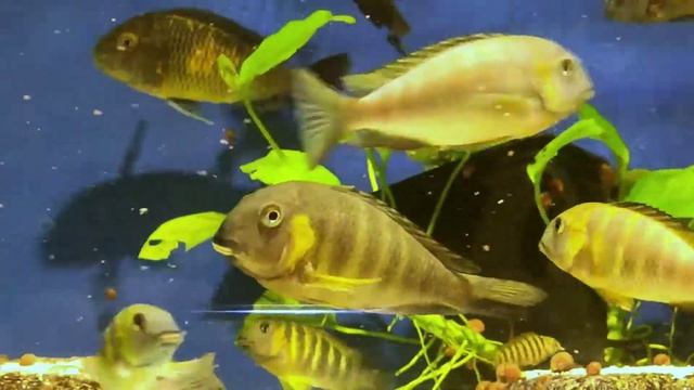 Tropheus Canary cheek. Трофеусы Канари чек смотреть онлайн
