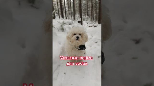 Плохие корма для собак.В этих кормах нет витамин,а состав ужасный. #собаки#бишонфризе#корма#рек смотреть онлайн