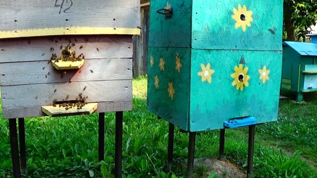Плохой улей! Идет медосбор а пчёлы сидят в улье. смотреть онлайн