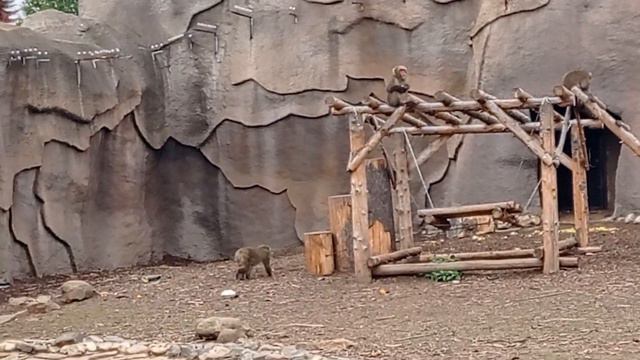 Ижевский зоопарк. Соседство смотреть онлайн