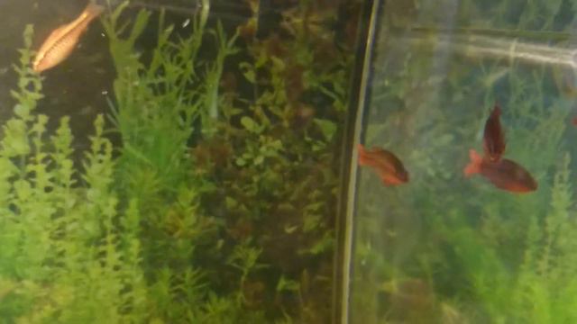 Судороги у вишневый барбусов смотреть онлайн