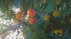 Карликовый персик сорт Bonanza Dwarf. Находка для маленьких участков: декоративность и урожайность