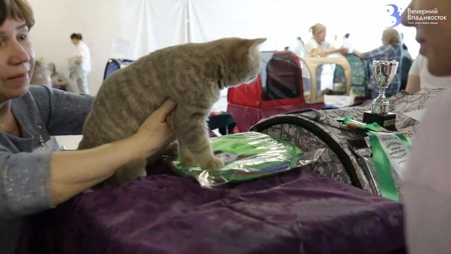 Как устроены выставки кошек? / Экзотическая кошка за треть миллиона на выставке во Владивостоке смотреть онлайн