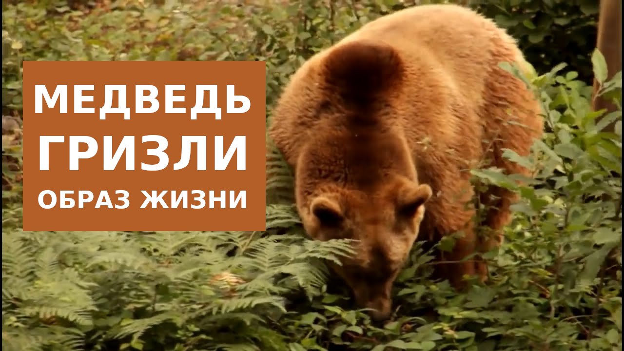 Образ жизни медведя Гризли смотреть онлайн