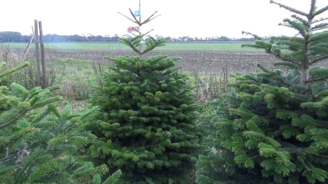 Пихта Нордмана в кадке 11295 смотреть онлайн