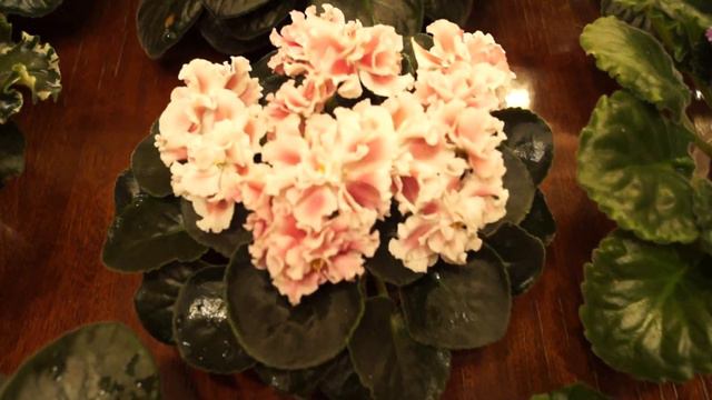 Помыла фиалочки перед выставкой.Washed violets before the show смотреть онлайн