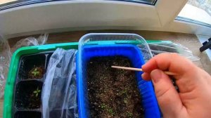 Результат посева Гелениума через 12 дней. Семена, которые посею.