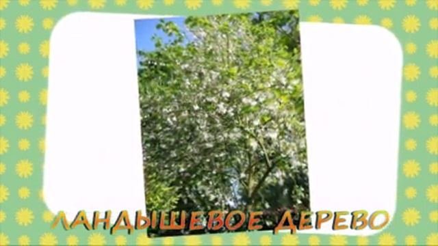 САМЫЕ НЕОБЫЧНЫЕ ДЕРЕВЬЯ И КУСТАРНИКИ В ВАШЕМ САДУ смотреть онлайн