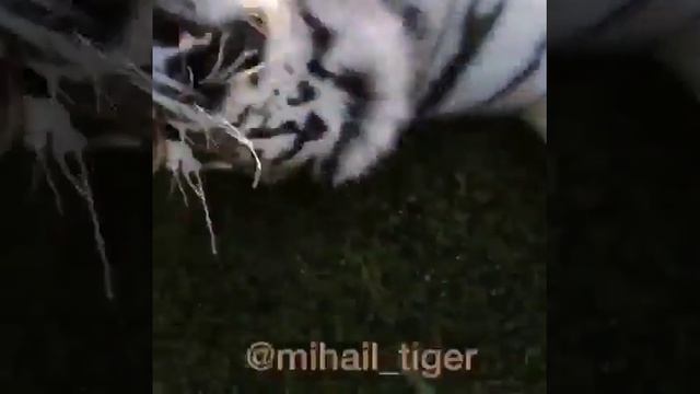 FLYING TIGER! ЛЕТАЮЩИЙ ТИГР ! #Shorts смотреть онлайн