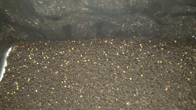 Дендробена | Коконы червя дендробена-венета смотреть онлайн