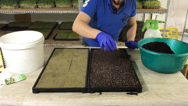 Как вырастить микрозелень редиса без плесени в домашних условиях? смотреть онлайн