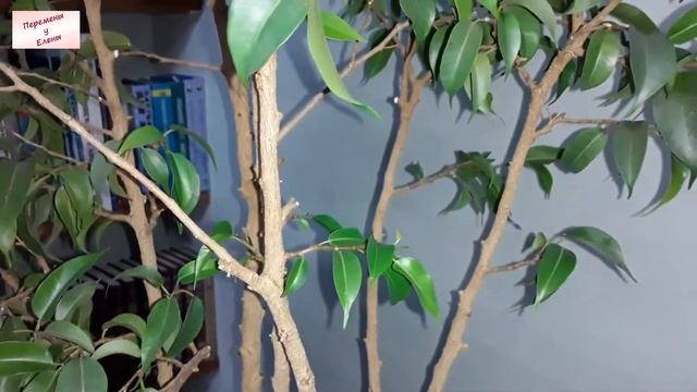 Преображение фикуса Бенджамина: обрезка и советы по уходу за растением смотреть онлайн