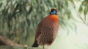 Птицы тропического леса