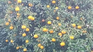 АБХАЗИЯ 2022  !  КАК  РАСТУТ  АПЕЛЬСИНЫ  ( ЦИТРУСОВЫЕ  )  В  АБХАЗИИ  !