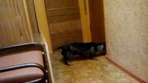 Смешные таксы. Такса почувствовала приход родных. Встреча