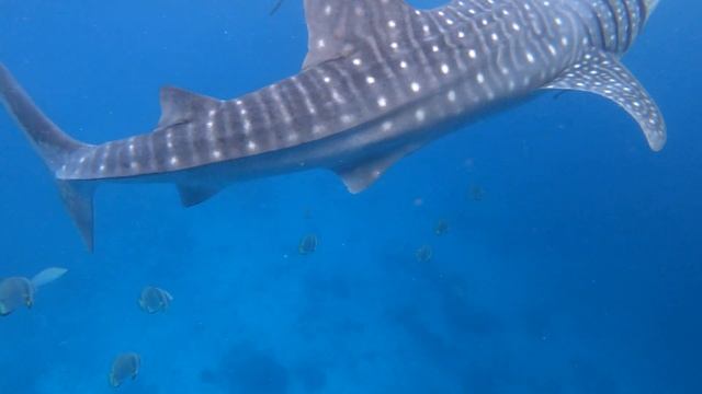 4K WHALE SHARKS. Philippines Cebu Island.Oslob. / Китовые Акулы.Филиппины. остров Себу.UHD 4K смотреть онлайн