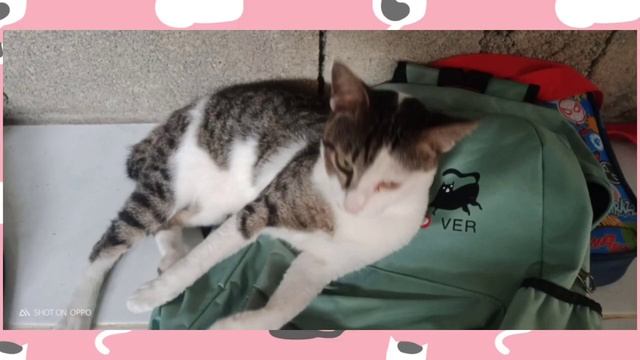 IMPORTANCE OF CATS + MY CAT Jiang-meng: The Gift Cat | Engrhymes Esmail смотреть онлайн