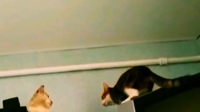 "лапы, крылья, ХВОСТ". смотреть онлайн