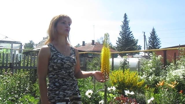 Красавиц Эремурус , просто изящный цветок , не оторвать глаз . смотреть онлайн