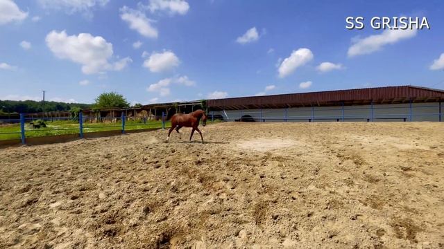 Продажа: Арабский жеребец - производитель SS GRISHA. Цена +79883400208 WhatsApp Telegram 4K Video H смотреть онлайн