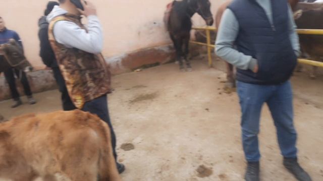 12 марта 2023 г АНДИЖОН КУРГОНТЕПА МОЛ БОЗОРИ НАРХЛАРИ ANDIJON QÒRĢONTEPA MOL BOZORI NARXLARI смотреть онлайн