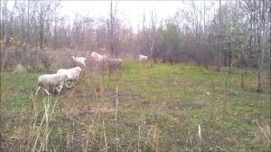 Чупакабра. Вся правда. Тайна чупакабры раскрыта.