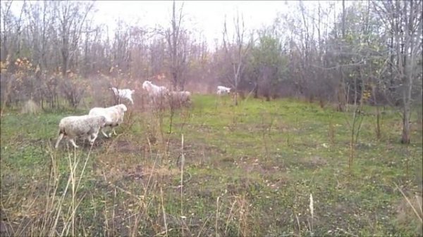 Чупакабра. Вся правда. Тайна чупакабры раскрыта.