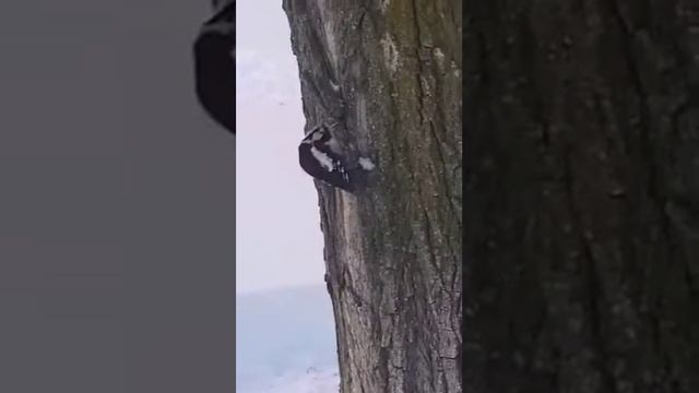 Как приручить дятла смотреть онлайн