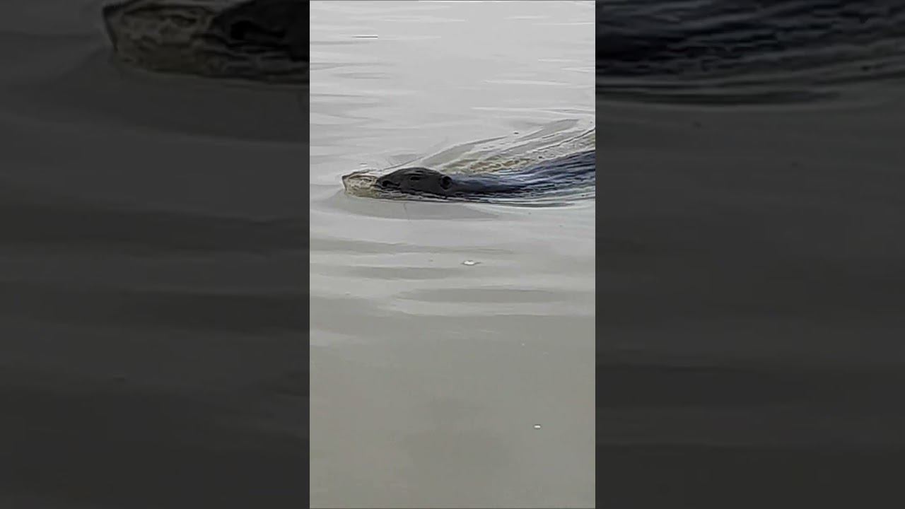 бобр курва в городе смотреть онлайн
