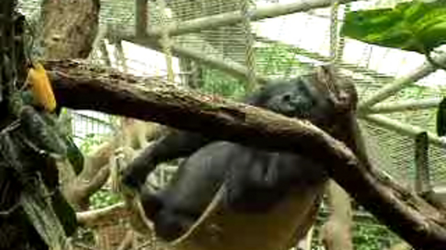 Кто на кого смотрит? смотреть онлайн