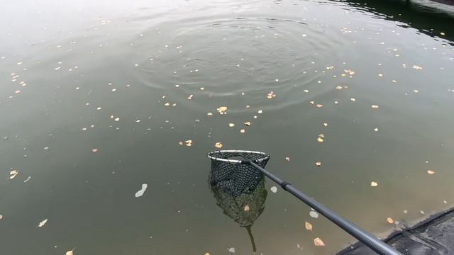 Платная форелевая рыбалка в Подмосковье. смотреть онлайн