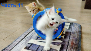 Смешные котята  11. Сборник смешных моментов. #БЕЛКА.Часть 11. 2024 г.