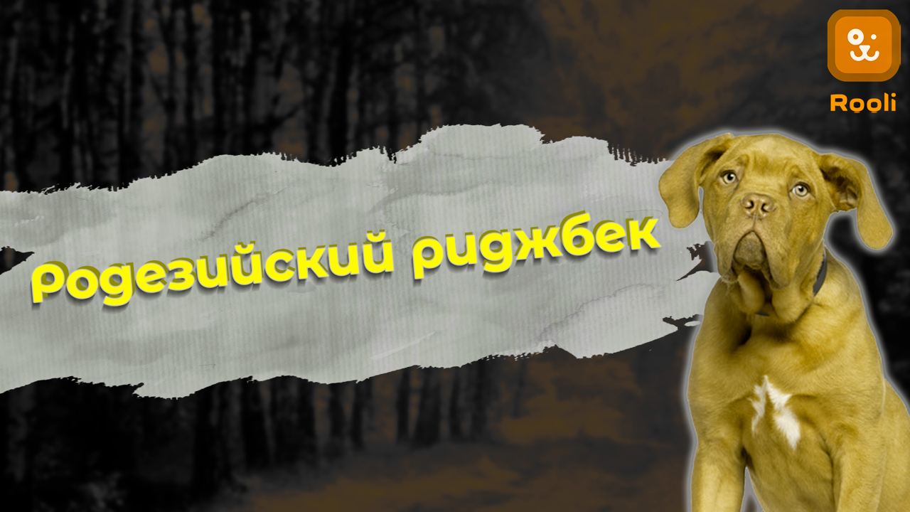 Порода родезийский риджбек: особенности ухода и воспитания. смотреть онлайн